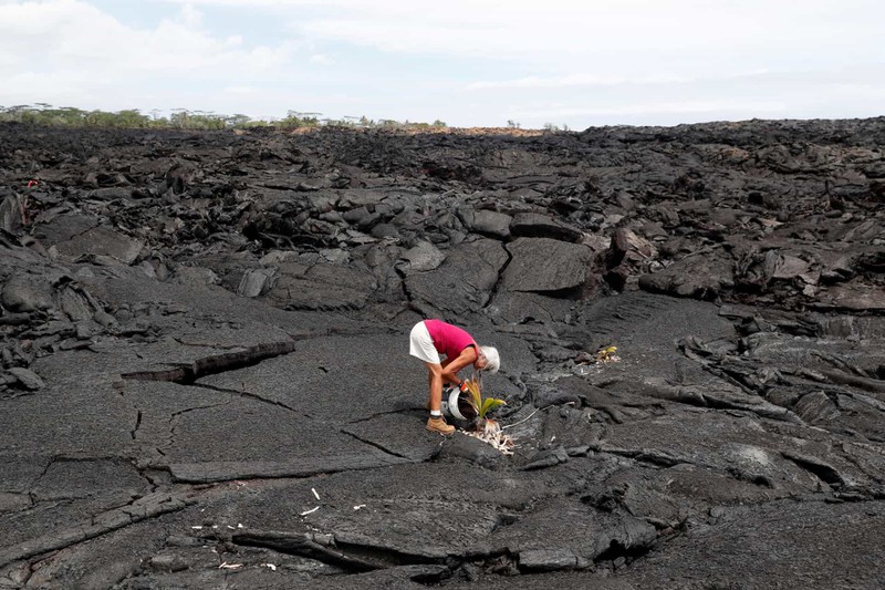Một người phụ nữ buộc phải rời nhà khi núi lửa Kilauea phun trào đang trồng một cây dừa ở nơi từng là nhà của bà tại Kapoho, Hawaii.